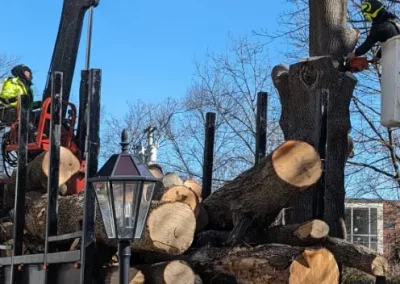 Tree Trimming