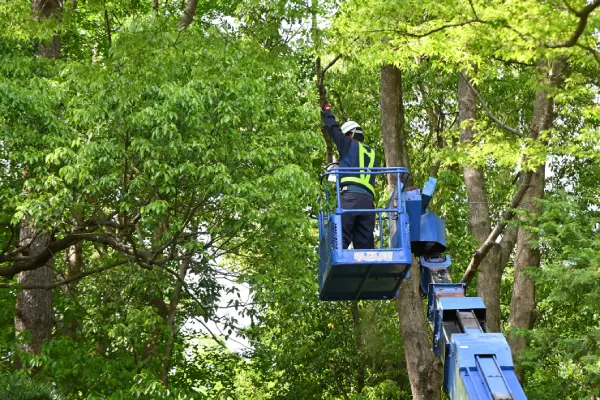 Tree Service